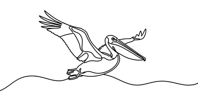Pelican flying over water white background.