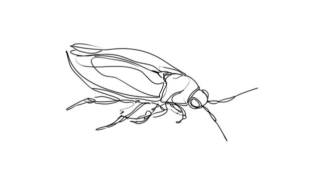 Detailed line art of a fly on white background.
