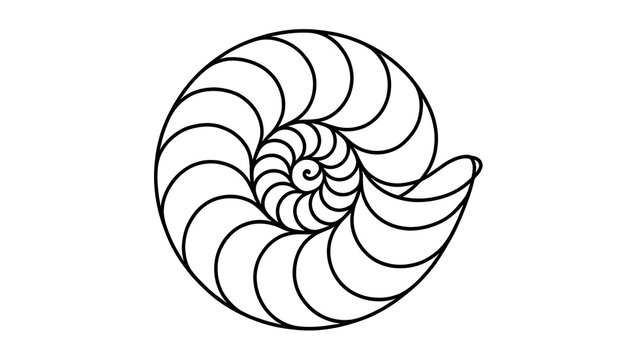 Spiral nautilus shell illustration white background.