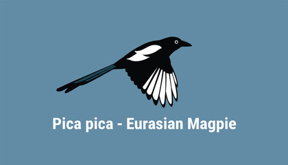 Fototapeta premium Detailed illustration of a Eurasian Magpie bird flying across a solid blue background with scientific name.
