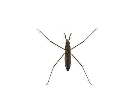 Macro shot of a water strider insect seen from above isolated on black background