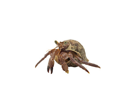 Hermit crab inhabiting a spiral sea shell with legs extended isolated on black background