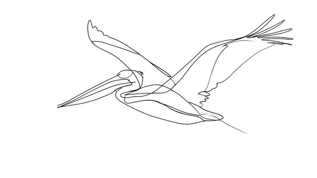 Pelican in flight line art white background.
