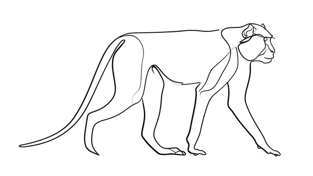 Minimalist monkey line art illustration white background.