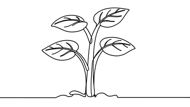 Young plant growing in soil white background.