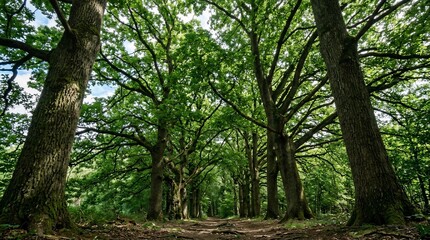 Fototapeta premium Lush green forest with ancient oak trees forming a natural canopy over a woodland path in summer sunlight