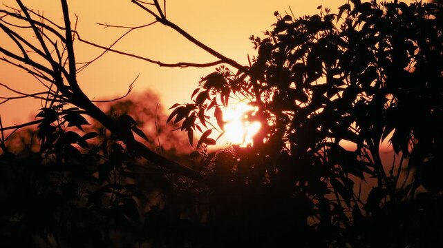 Bright sun shining through dark tree leaves and branches during a warm sunset in the natural outdoors