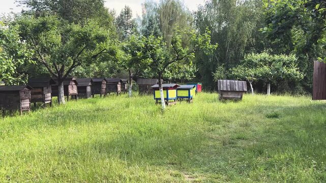 Rows of colorful wooden beehives on a sunny day in a rural meadow, natural honey production concept