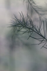 Obraz premium A delicate green branch with thin leaves reaching out into a soft, blurred background. The close-up shot captures the intricate details of the plant's structure.