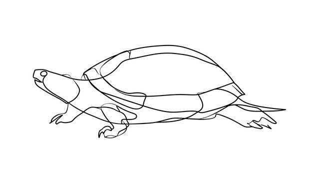 Turtle line drawing illustration white background.