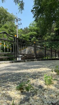 Sloping pedestrian path with metal safety railing and fallen blossoms in summer, vertical video