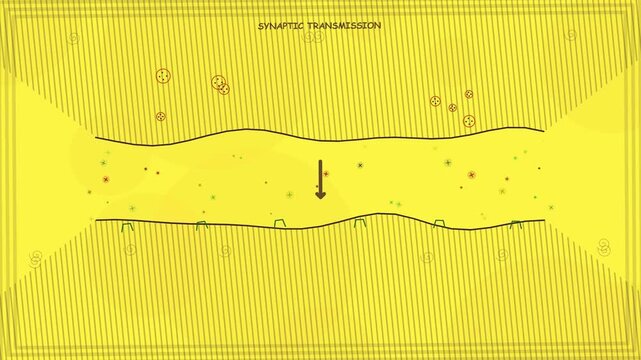 Educational animation of synaptic transmission in a human brain neuron