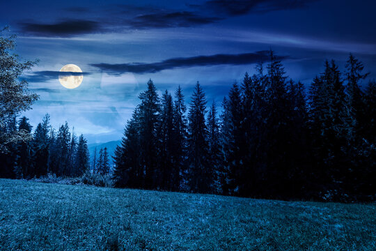 mysterious landscape with coniferous forest in summer at night. fantasy view of mountain landscape in poland. full moon over scenic spruce trees on a grassy alpine meadow. dark sky above the ridge