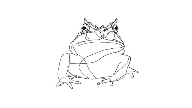 Angry cartoon frog sketch white background.