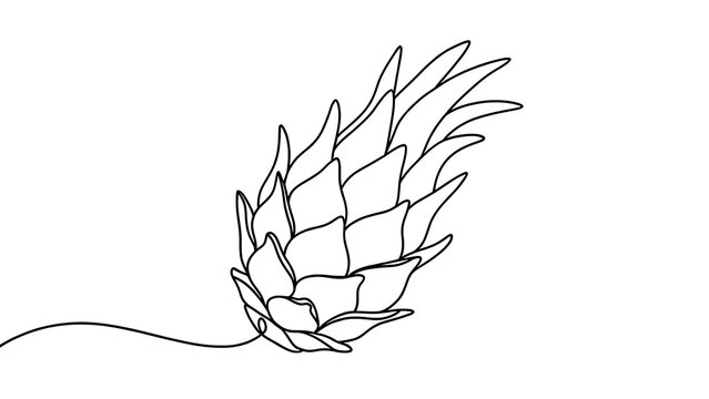 Minimalist pineapple line art drawing white background.