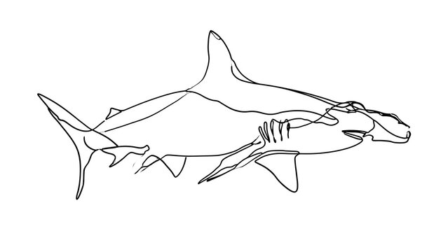 Line art drawing of a shark on white background.