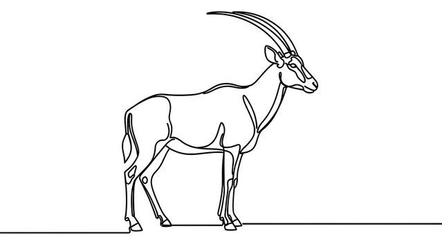 Oryx antelope line art illustration white background.