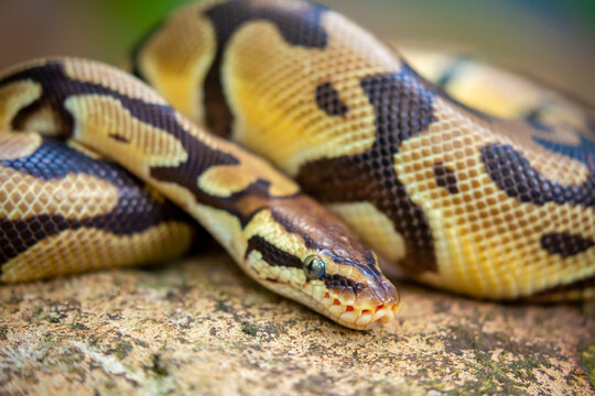 A python lies on the ground and on rocks in the wild. A close-up of a boa constrictor on a rock. Snake skin. Reptile.