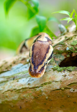 A python lies on the ground and on rocks in the wild.Close-up of a boa constrictor on a tree. Snake skin. Reptile.