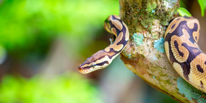 A python lies on the ground and on rocks in the wild.Close-up of a boa constrictor on a tree. Snake skin. Reptile.
