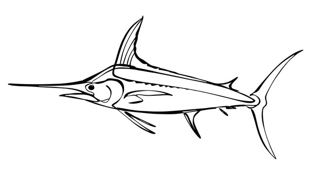 Sailfish line drawing illustration white background.