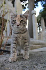 Naklejka premium Cats