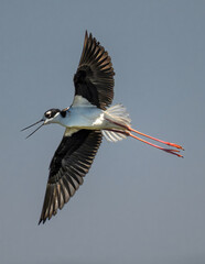Obraz premium Pied Avocet (Recurvirostra avosetta) in Klamath Basin National Wildlife Refuge