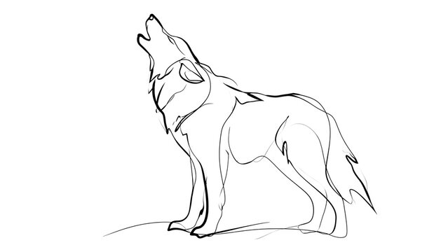 Howling wolf sketch on white background.
