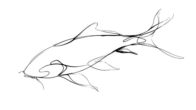 Hand drawn fish sketch on white background.