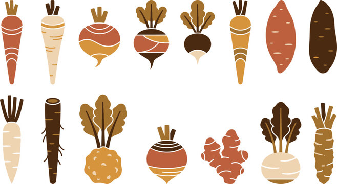 Set of hand drawn root vegetables including carrots beets radishes and turnips isolated on a white background