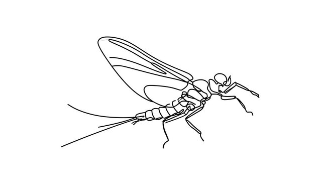 Detailed line art of a mayfly on white background.