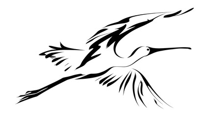 Elegant crane bird in flight white background. © bohu