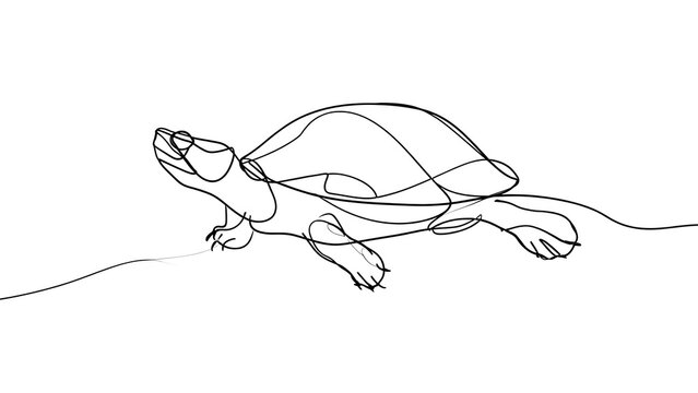 Minimalist turtle line art drawing white background.
