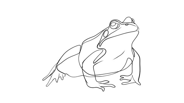 Minimalist frog line drawing white background.