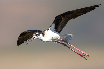 Obraz premium Pied Avocet (Recurvirostra avosetta) in Klamath Basin National Wildlife Refuge