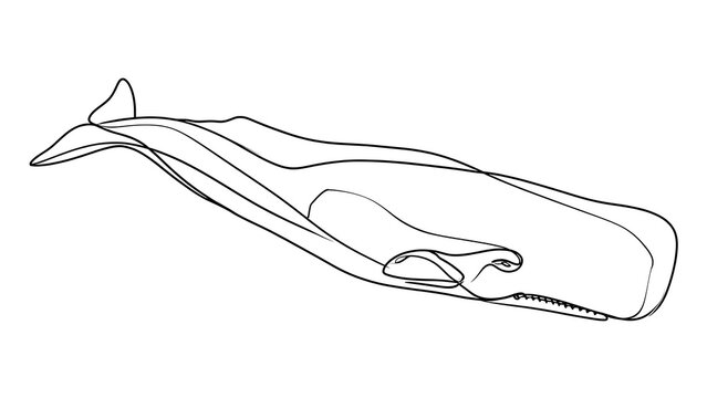Minimalist whale line art on white background.