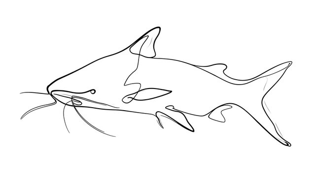 Minimalist line art catfish drawing white background.
