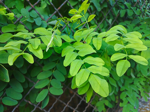 Lighter and darker green locust tree (Robinia) leaves in front of a wire fence.