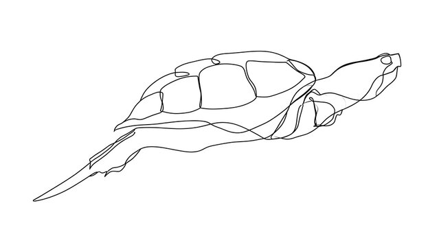 Minimalist turtle line drawing white background.