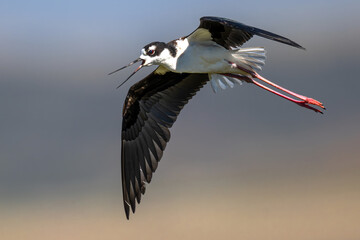 Obraz premium Pied Avocet (Recurvirostra avosetta) in Klamath Basin National Wildlife Refuge