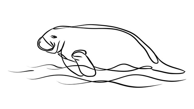 Manatee illustration on white background.
