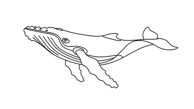 Humpback whale line drawing white background.