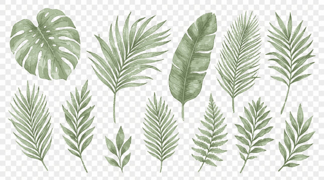 Watercolor tropical foliage collection featuring various palm fronds and exotic monstera leaves on transparent background with hand painted