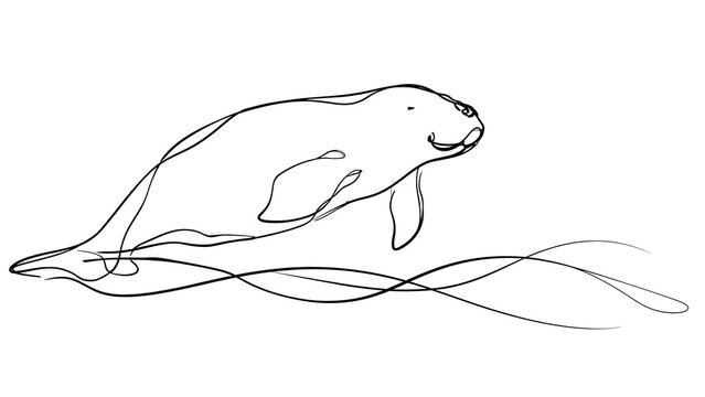 Manatee line drawing illustration white background.