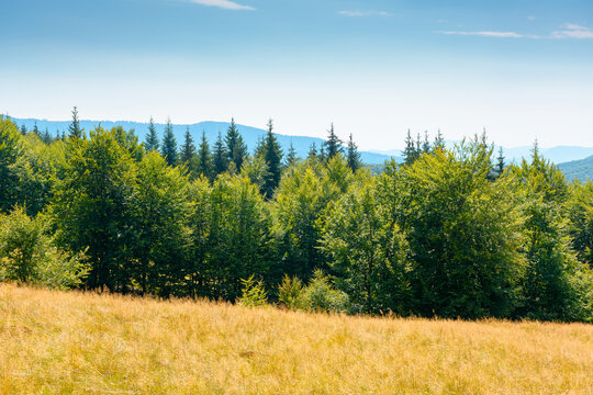 mountain landscape of ukraine. alpine grassy meadow and deciduous forest on the hill. late summer nature background for carpathian adventures