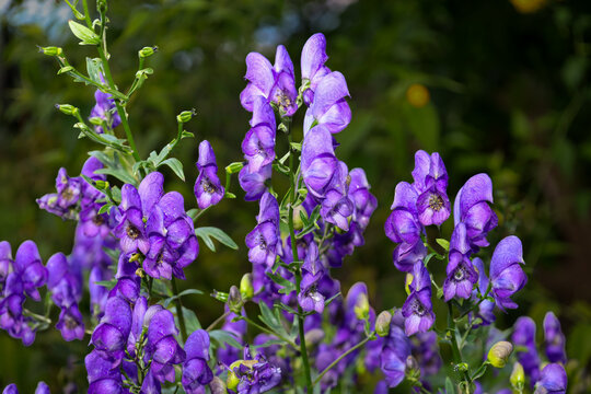 Tall inflorescences of purple aconite with characteristic helmet-shaped flowers bloom in a summer garden. The rich blue-violet color of the petals contrasts with the green natural background.