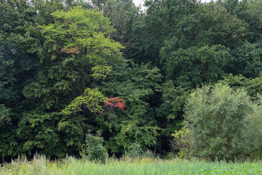 A dense deciduous forest featuring vibrant green trees and bushes beside a lush meadow. Scattered early red leaves signal the arrival of early autumn.