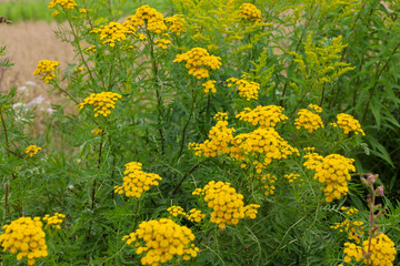 Fototapeta premium Vibrant yellow tansy inflorescences bloom among carved green foliage on a sunny summer day. Small rounded flowers form lush bushes along a field path. Lively atmosphere of blooming wild herbs in their