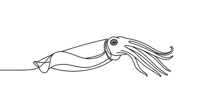 Squid line drawing illustration white background.
