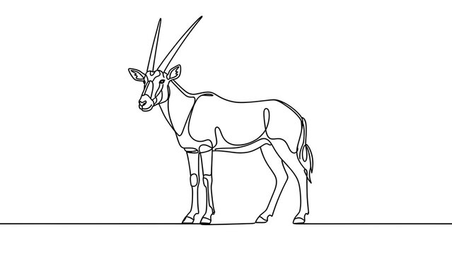 Oryx antelope line art illustration white background.